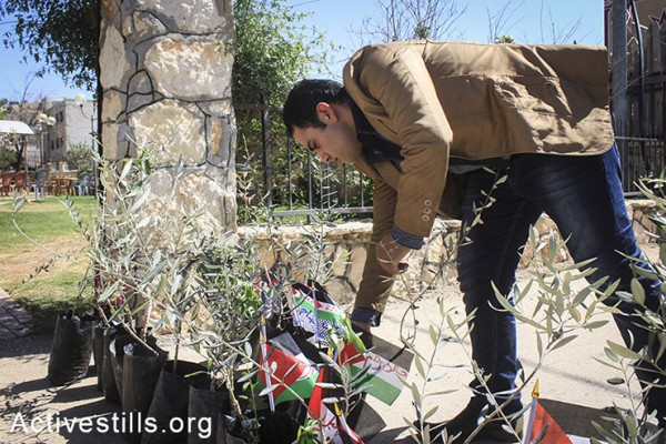מתנדבים פלסטינים מתכוננים לקראת פעילות של חלוקת עצי זיתים למשפחות של אסירים פלסטינים, בכפר בייתא, הגדה המערבית, ה-1 למאי, 2014. (אחמד אל-באז/אקטיבסטילס) 