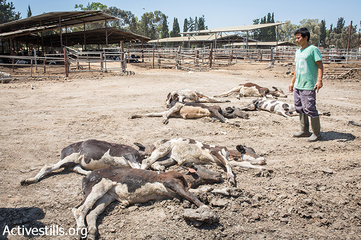 חוות חיות בדרום ישראל שנפגעה מפגיעת מרגמה ישירה שנורתה מרצועת עזה לאחר הפסקת האש, 21 באוגוסט, 2014.  (יותם רונן/אקטיבסטילס)