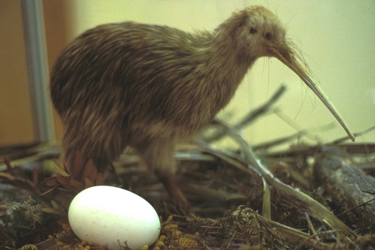 ציפור קיווי וביצה (ויקימדיה קומונס, Stewart Island CC BY-SA 2.5)