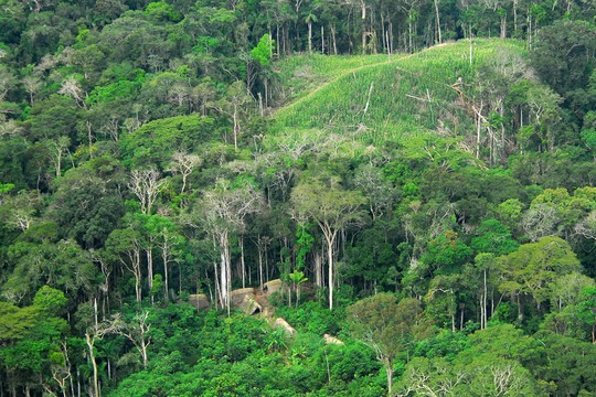 התיישבות ילידית בלב יער האמזונאס במדינת אקרי, ברזיל (צילום מתוך ויקימדיה קומונס Gleilson Miranda / Governo do Acre רישיון CC BY 2.0)