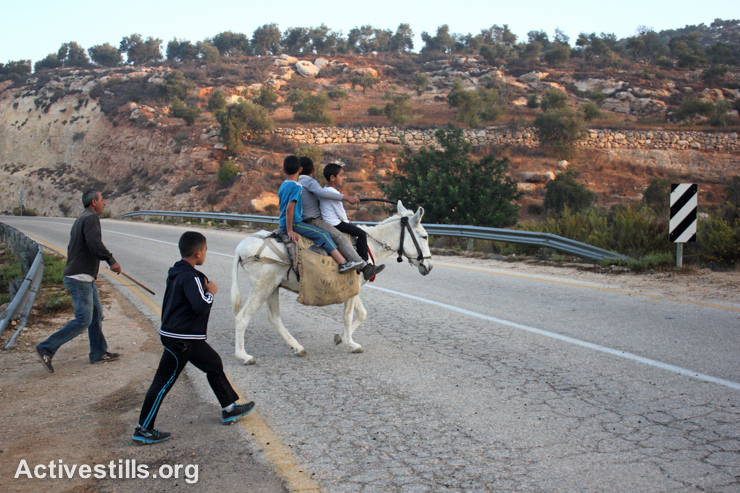 משפחה פלסטינית מוצאת שביל עוקץ מחסום בניסיון להגיע לעצי הזית ולמסוק, הכפר סלאם ליד שכם, הגדה המערבית, 8 לאוקטובר, 2014. אחמד אל-באז/אקטיבסטילס