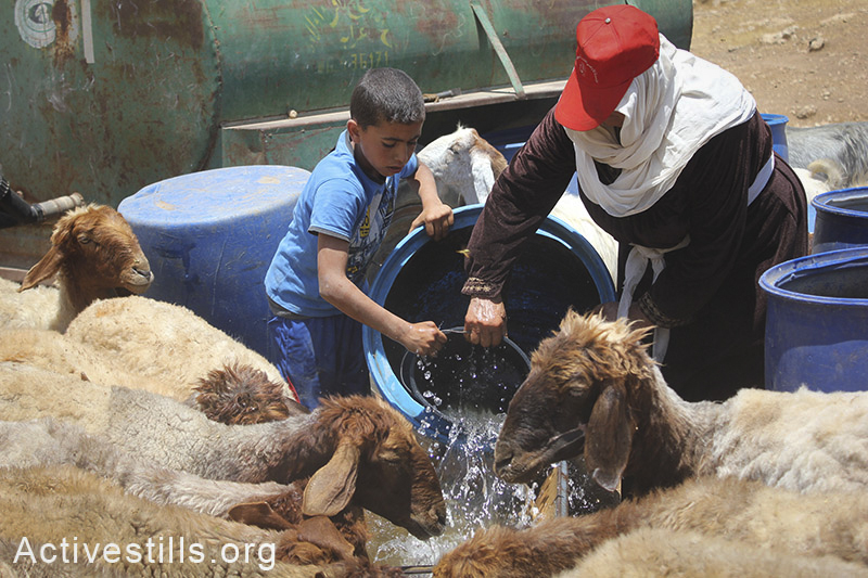 משפחה פלסטינית משקה את עדר הכבשים שלה, סאמרה, בקעת הירדן, הגדה המערבית, 30 במאי, 2012. אחמד אל-באז/אקטיבסטילס