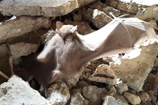 אחד מפצועי טבח העטלפים בחדרה (צילום: עמותת עטלף)