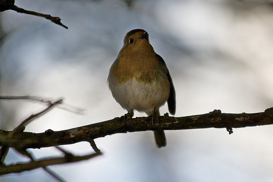 ציפור, אדום החזה (Pete Birkinshaw CC BY 2.0)
