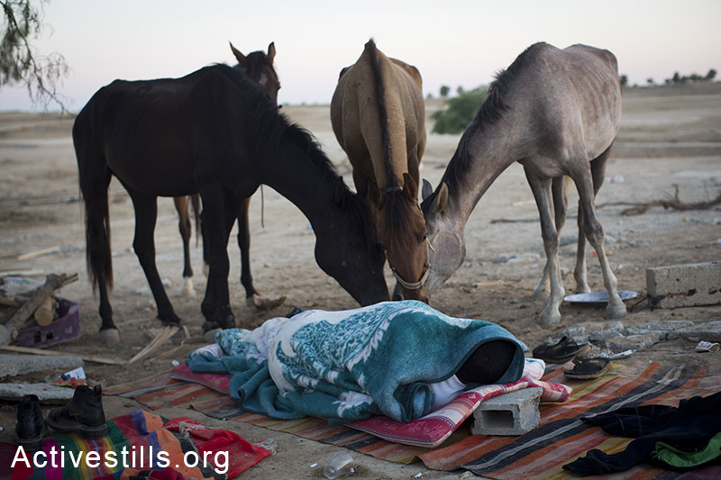 סוסים אוכלים שאריות אבטיח ליד תושב אל-ערקיב שנותר לישון ללא קורת גג, לאחר ההריסה ה 75 בכפר, 15 ביוני, 2014. (אורן זיו/אקטיבסטילס)