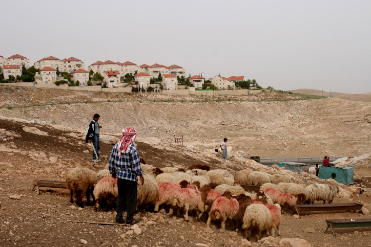בנייה פלסטינית לטובת פינוי פלסטינים מאזור ההתנחלות. איש משבט הג'האלין רועה למרגלות מעלה אדומים (יניב נדב / פלאש90)