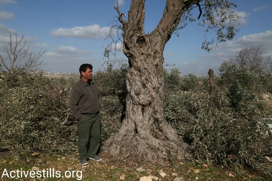 חוסאם אבו הניה מתבונן במה שנותר מהעצים שהיו נטועים על אדמתו (קרן מנור/אקטיבסטילס)