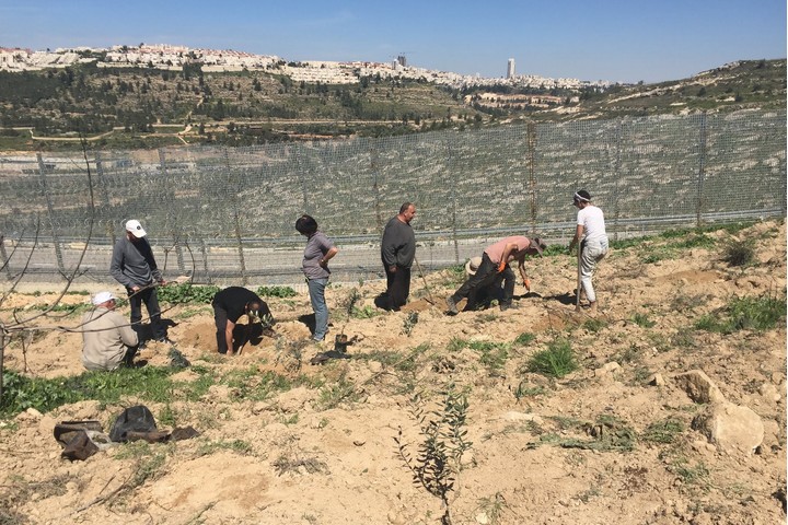 חלקת האדמה של משפחת ברגות' ליד גדר ההפרדה. מאות עצי זית נשארו בצד "הישראלי" (צילום: אביב טטרסקי)