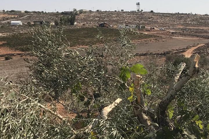 עץ זית שהושחת השבוע ליד תורמוסעיא (צילום: עוואד אבו סמרה / בצלם)