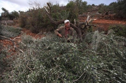 צילום: ע'אלב נג'אג'רה