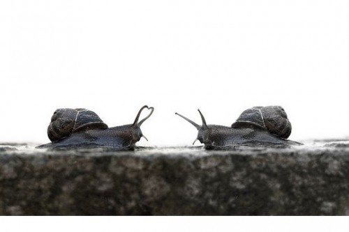 Snail Love by Adam Foster (CC BY-NC-ND 2.0)