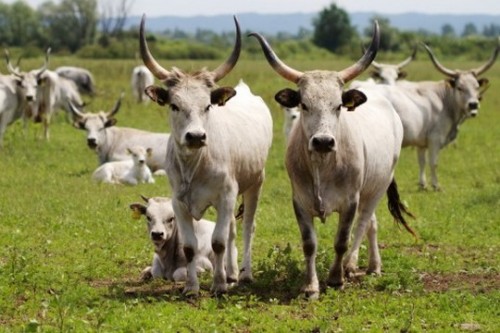 פרות ממחוז איסטריה שבקרואטיה. היו קרובות לסכנת הכחדה