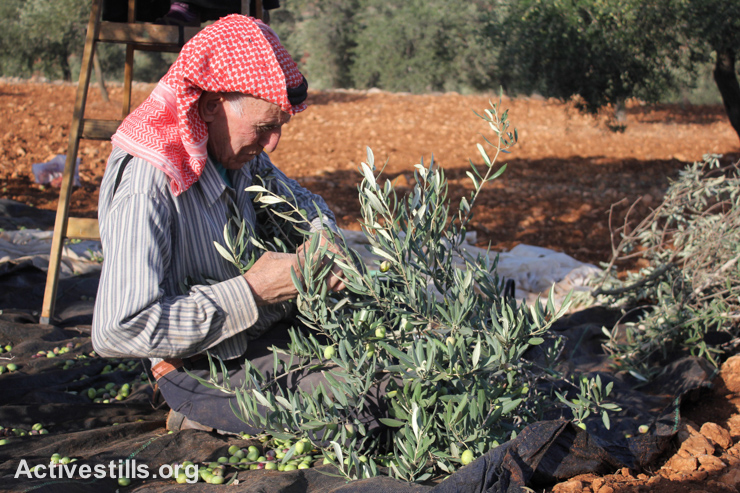 חקלאי מוסק עץ זית בכפר סלאם, הגדה המערבית ליד שכם, 9 לאוקטובר, 2014 (צילום: אחמד אל-באז/אקטיבסטילס)