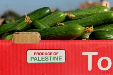 מלפפונים עזתים (צילום: גישה)