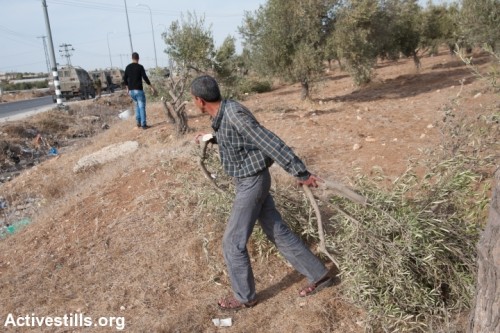 חקלאי פלסטיני מפנה עץ זית כרות (ריאן רודריק ביילר / אקטיבסטילס)