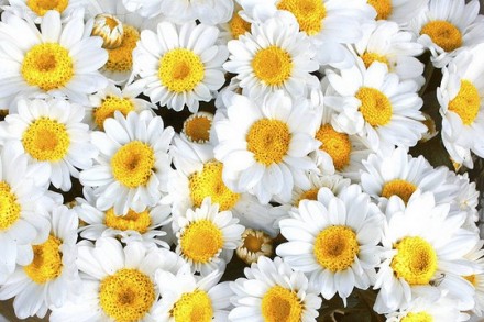 פרחים לאלינור דוידוב ומיה דנון (Anderson Mancini CC BY 2.0))