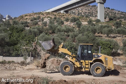 עבור חומת ההפרדה: משרד הביטחון עוקר עשרות עצי זית בבית ג'אלה