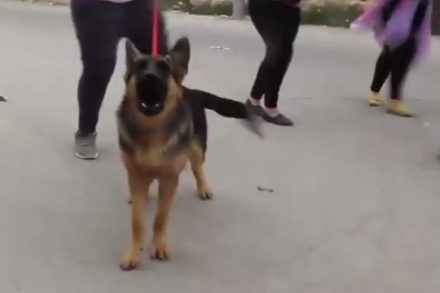 פורים בסימן התעמרות בפלסטיני אקראי במחסום בחברון (צילום מסך מתוך סרטון "בצלם")