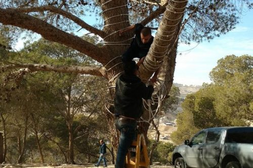 עץ חג המולד בג'בל אל-באבא מוגן יותר מהתושבים שמקשטים אותו