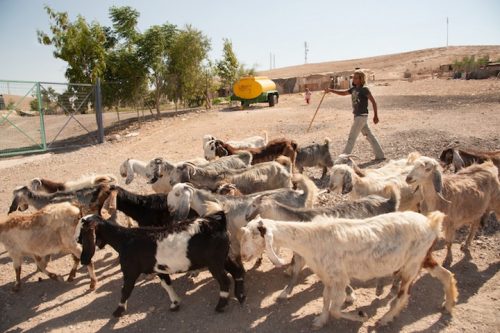 ילד רועה צאן בח'אן אל-אחמר. המעבר יהרוס את הפרנסה המסורתית (צילום: ריאן רודריק ביילר/אקטיבסטילס)