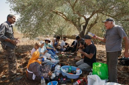 יעקב מנור (מימין) במסיק זיתים. התחיל מתלונות מקריות (צילום: ורדית ותוד)