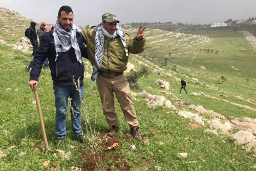 בין מטחי הגז: נטיעה מוצלחת של עץ זית (חגי מטר)