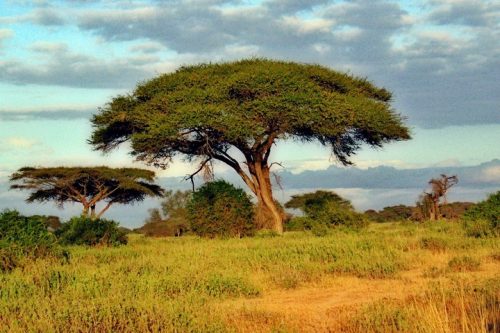 בעניין הייעור, כמו תמיד, הצפון מתכנן תכנונים על אפריקה בלי להתייעץ בתושביה. עצים בקניה (צילום: פרנצ'סקו סאקליונה BY CC 2/0)