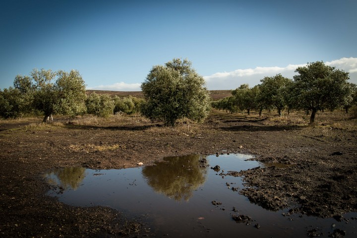 מטע זיתים ליד ההתנחלות שילה שמשמש להפקת שמן הזית של משק אחיה, בדצמבר 2016 (צילום: סבי ברנס / פלאש90)