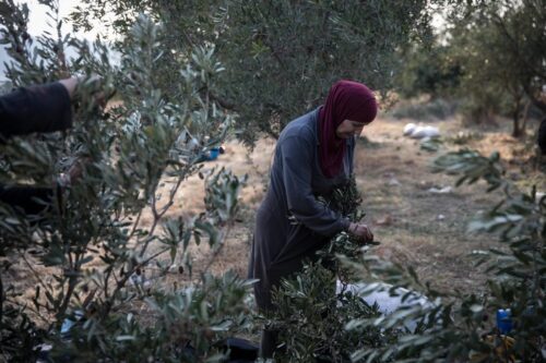 "מאות עצי הזית העתיקים" לא צמחו סתם כך בשדות. אנשי ספוריה שתלו, גידלו וטיפחו אותם במשך מאות בשנים. פלסטינית מוסקת עצי זית (הדס פארוש / פלאש 90)