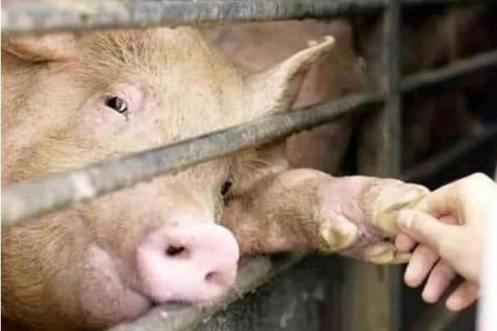 תעשיית הבשר רוצה שנתעלם מהמבט של הזולת שנשקף מעיני החיות. (צילום: Animal Save Movement, azul cardozo)