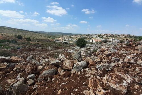מכרם הזיתים אפשר לשמוע ילדים משחקים בהתנחלות רבבה. כרם הזיתים ההרוס של מאג'ד בכפר חארס (צילום: דהרמה מעורבות חברתית)