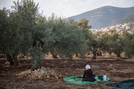 משפחה דרוזית מבית ג'אן מוסקת זיתים באדמתה, בנובמבר 2018 (צילום: הדס פארוש / פלאש90)