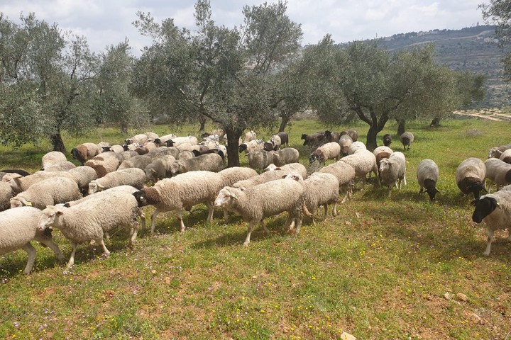הכבשים של המתנחלים באדמות הכפר בתיר (צילום: ע'סאן עליאן)