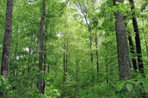 הדרך הכי יעילה ללכוד פחמן היא לתת לעצים לצמוח. יער בארה"ב (צילום: משרד החקלאות האמריקאי)