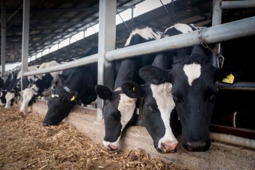בשר פרות הוא המזון הכי מזיק אקלימית בפער ניכר (ליאור מזרחי / פלאש 90)