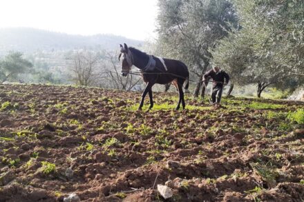 האדמות החקלאיות של וואלג'ה (צילום: דהרמה מעורבת חברתית)
