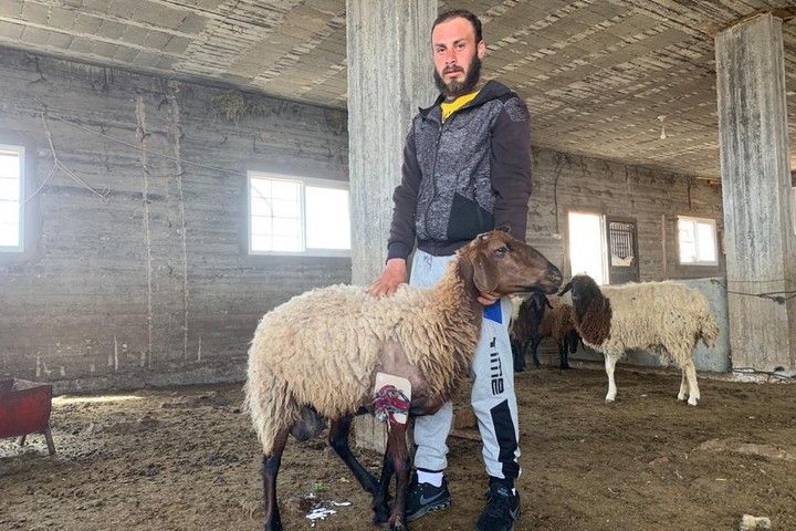עלי חמדאן עם אח הכבשים שהמתנחלים שברו את רגלה. (צילום: באסל אל-עדרה)