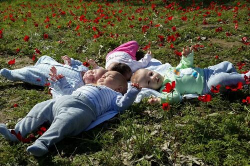 ישראל מובילה בפער גדול על העולם המערבי בשיעור הילודה. תינוקות בשדה כלניות (צילום: גרשון אלינסון / פלאש 90)