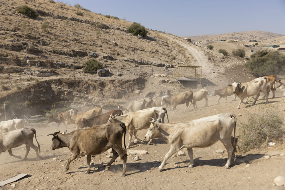 עדר הפרות של פתחי דראר'מה ליד מעיין עין אל חילווה שגודר על ידי מתנחלים, 3 באוגוסט 2021 (צילום: אורן זיו)