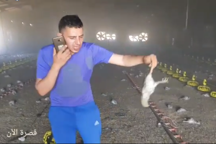 תרנגולות מפוחמות בלול השרוף של עדלי אבו הלאל. (מדף הפייסבוק של קוסרה)