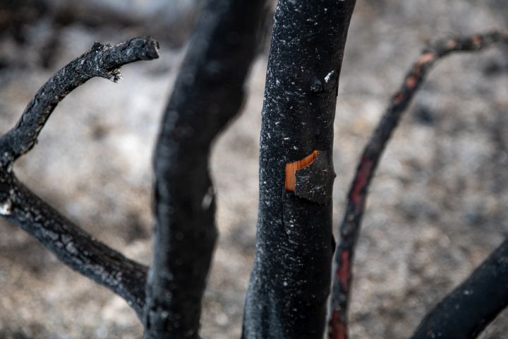איצטרובל, צנובר וגזע עץ קטלב אחרי השריפה (צילום: מתן גולן)