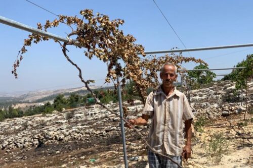הגיש תלונה נגד הפגיעה בעצים שלו. עזיז ג'עאפרה מהכפר אל-טייבה ליד חברון (צילום: באסל אל עודרה)
