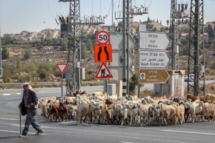 רועה פלסטיני בגוש עציון (צילום: גרשון אלינסון / פלאש90)