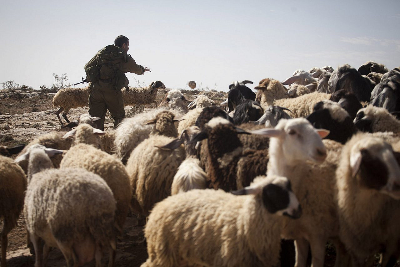 חיילים מגנים על המתנחלים. חייל זורק אבן לכיוון כבשים של רועים פלסטינים (צילום: אורן זיו)