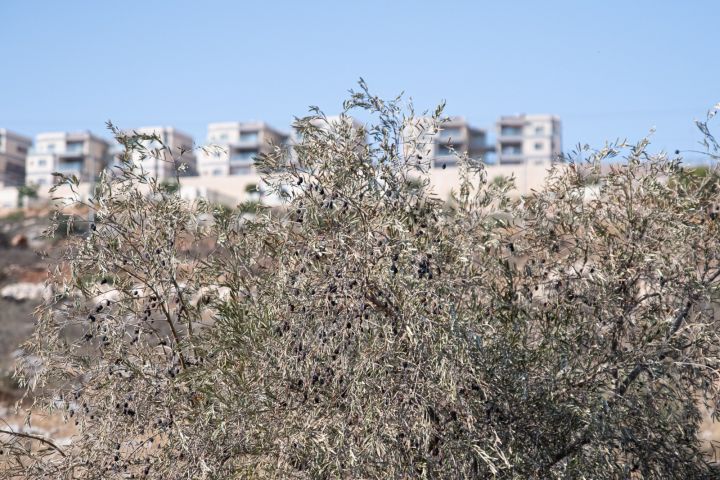 הגישה לחלקה מובטחת בחוק. עצי הזית של משפחת סמארה בתוך ברוכין (צילום: מתן פלג)