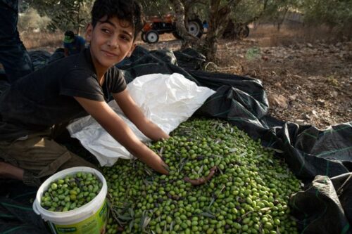קרוב ל-100 אלף משפחות פלסטיניות בגדה המערבית מתפרנסות מעצי זית. מסיק בכפר בורין ב-2021 (צילום: מתן גולן)