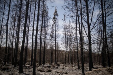יער בן שמן אחרי שריפה, במאי 2019 (צילום: הדס פרוש / פלאש90)