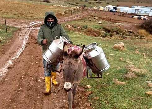 תושב אל-פאריסייה נאלץ להוביל כדי חלב על גב חמור לאחר החרמת הטרקטור. צילום: עארף דראר'מה, בצלם, 19.12.21
