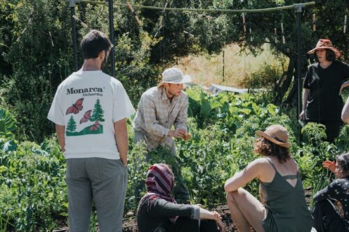 גינת העץ של אסף מינינברג, מעלה צביה - גינת ירק יצרנית בשטח של דונם אחד (צילום: camelcopter)