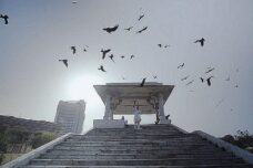 ציפורים בשמי דלהי: בני אדם, חיות ופוליטיקה בהודו של היום